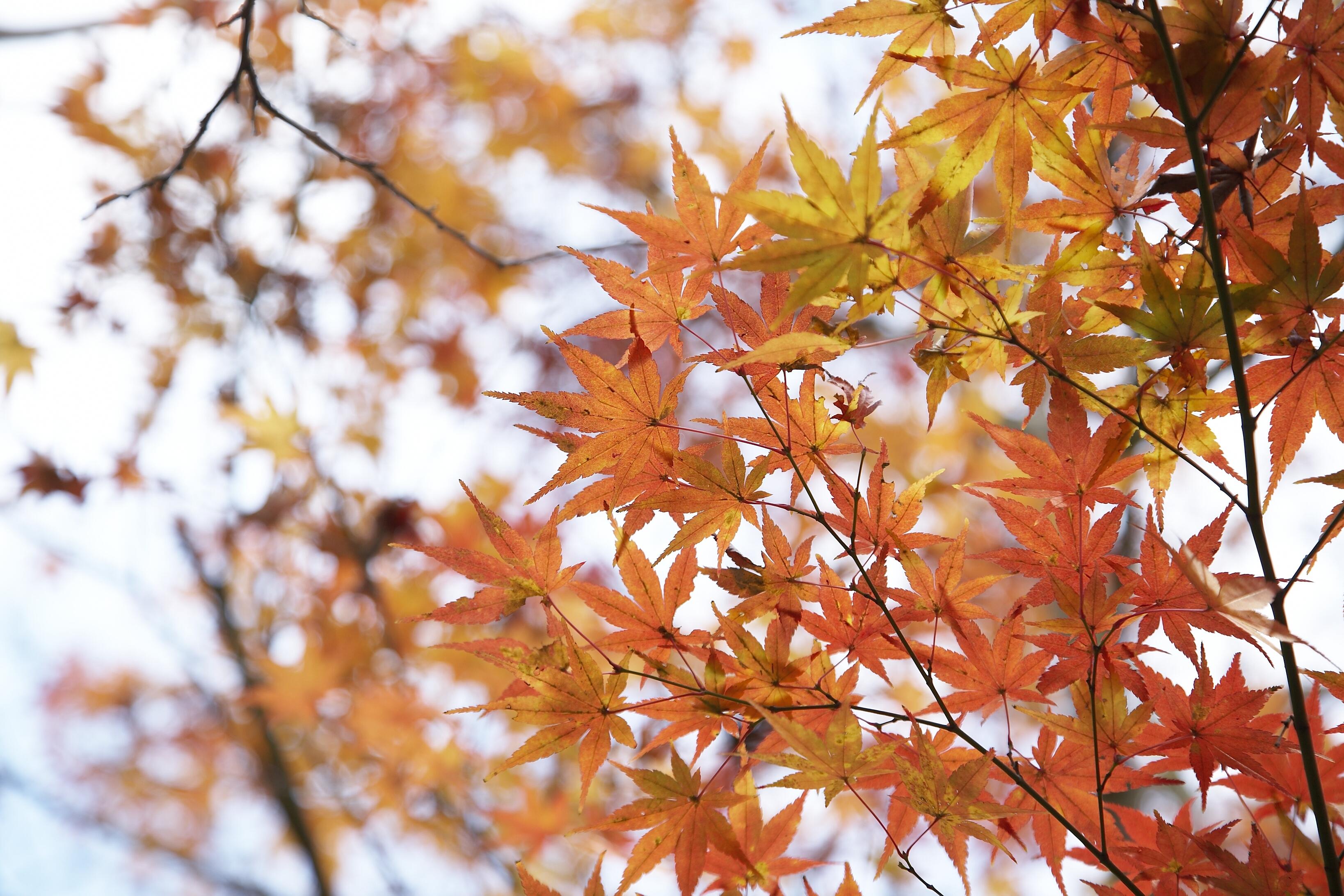 東京都 新高轮格兰王子大饭店酒店 外观 照片 Autumn leaves