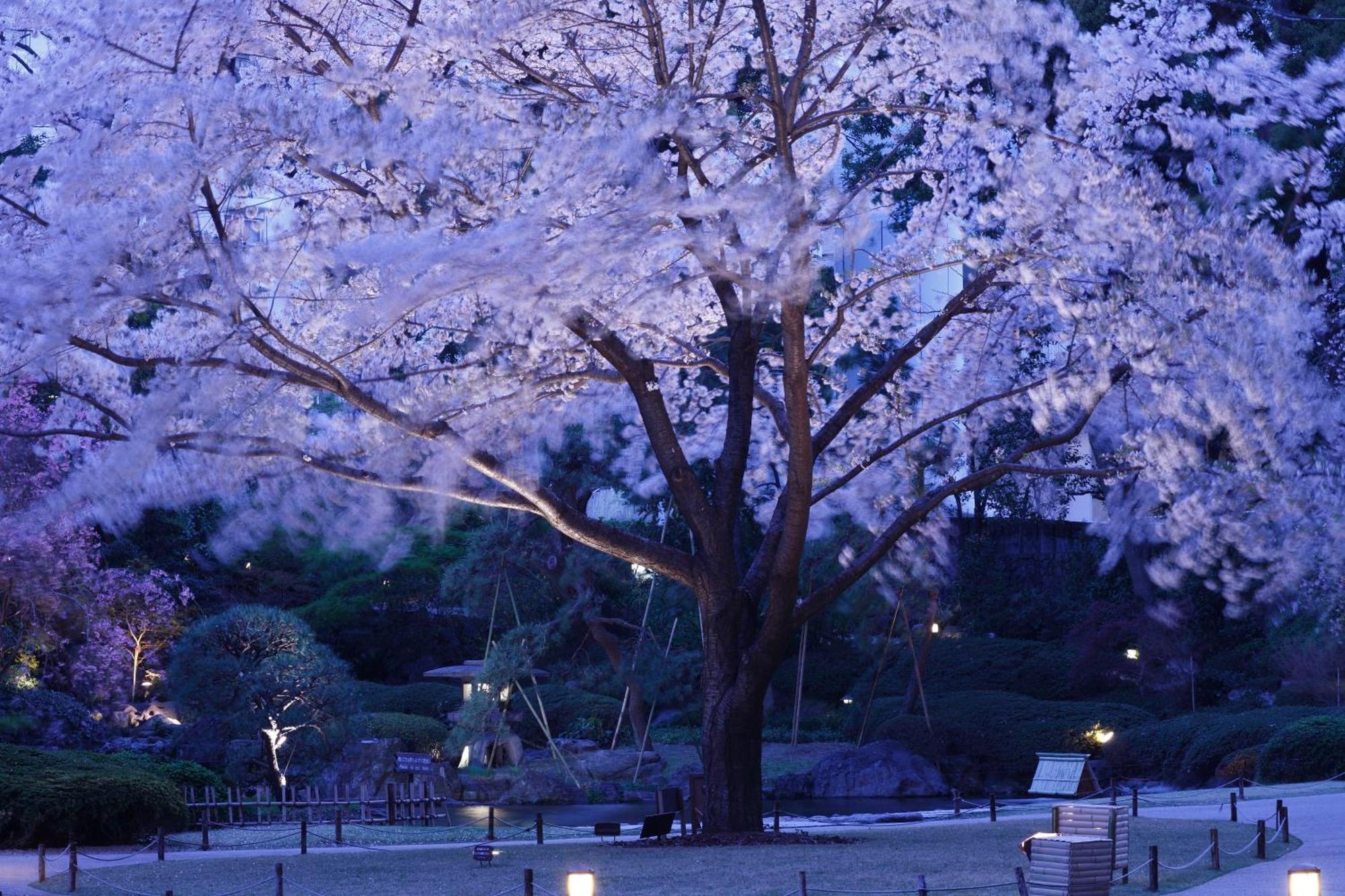 東京都 新高轮格兰王子大饭店酒店 外观 照片 Cherry blossoms at night